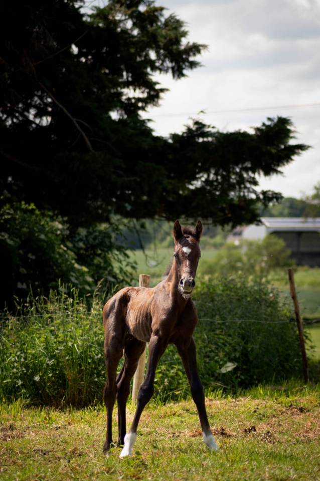 Puledro PFS Pony Francese da Sella In vendita 2025 Grigio ,  Rexter d’or
