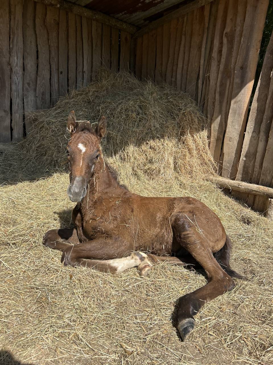 Puledro PFS Pony Francese da Sella In vendita 2025 Grigio ,  Rexter d’or