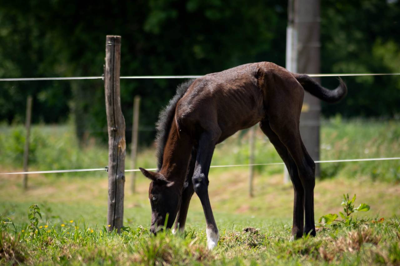 Puledro PFS Pony Francese da Sella In vendita 2025 Grigio ,  Rexter d’or
