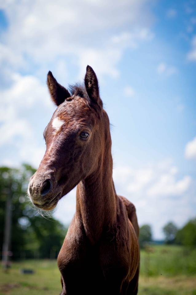 Puledro PFS Pony Francese da Sella In vendita 2025 Grigio ,  Rexter d’or