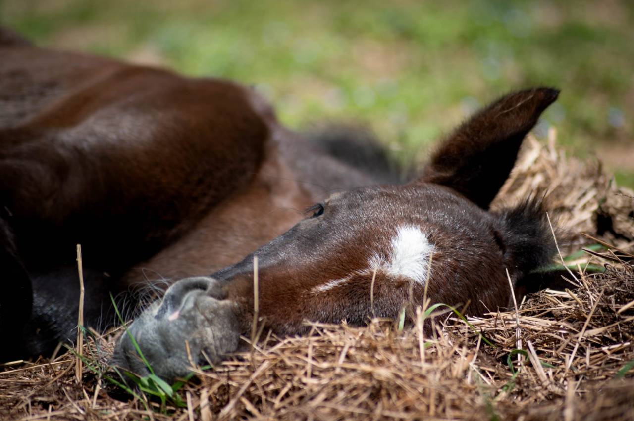 Puledro PFS Pony Francese da Sella In vendita 2025 Grigio ,  Rexter d’or