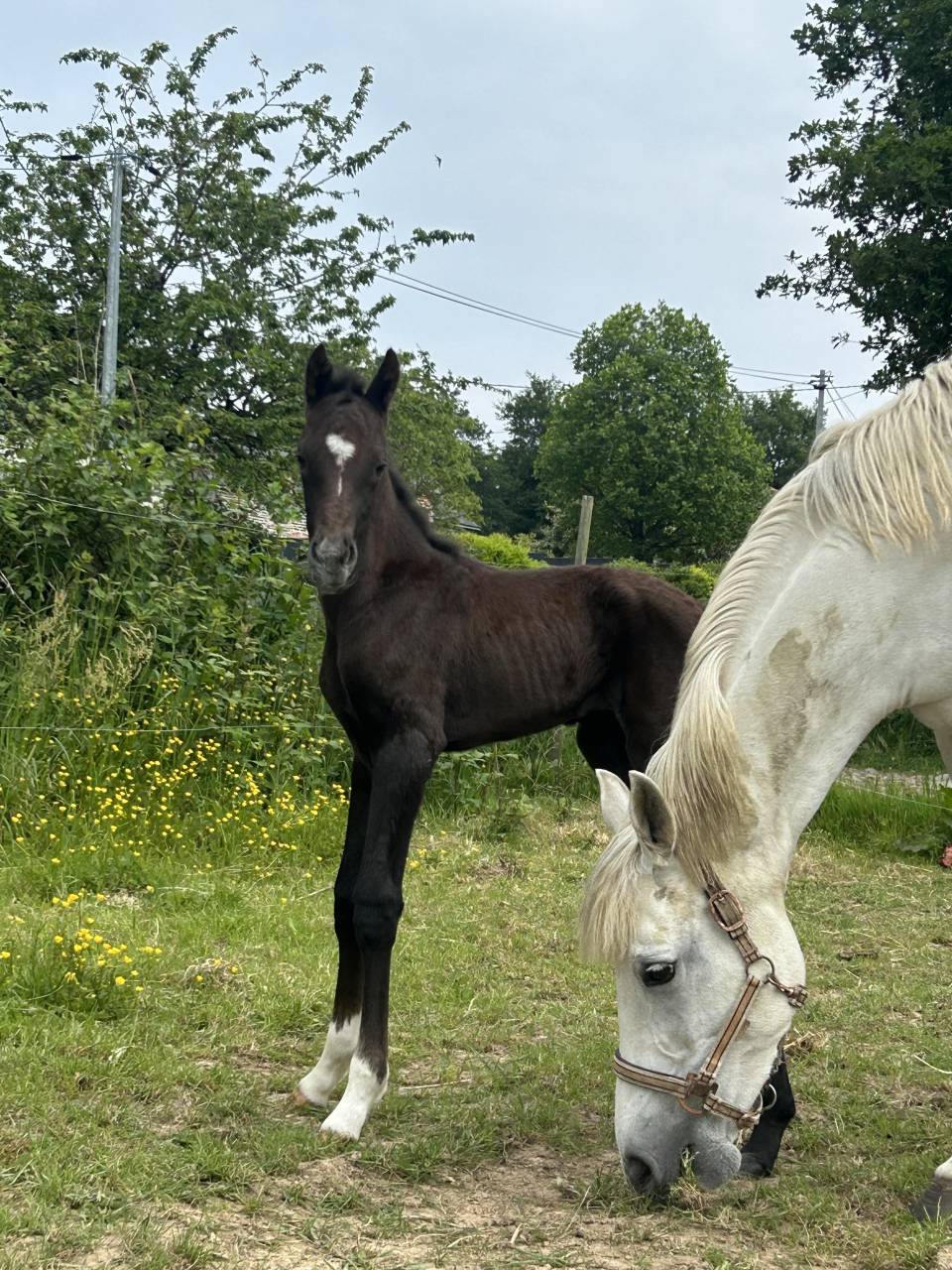 Puledro PFS Pony Francese da Sella In vendita 2025 Grigio ,  Rexter d’or