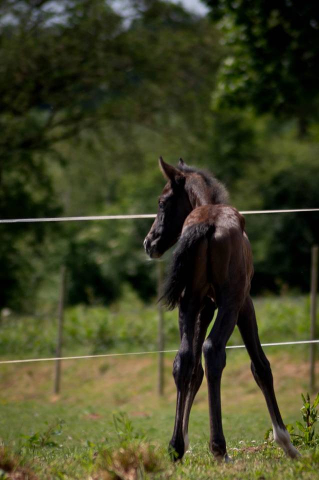 Puledro PFS Pony Francese da Sella In vendita 2025 Grigio ,  Rexter d’or