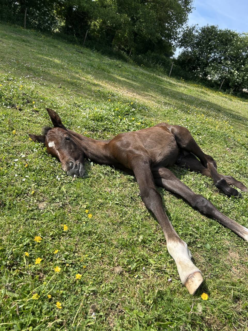 Puledro PFS Pony Francese da Sella In vendita 2025 Grigio ,  Rexter d’or