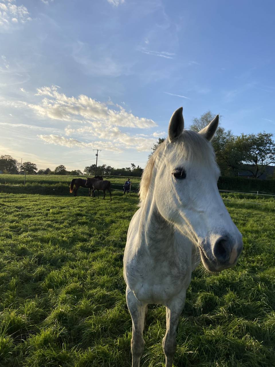 Puledro PFS Pony Francese da Sella In vendita 2025 Grigio ,  Rexter d’or