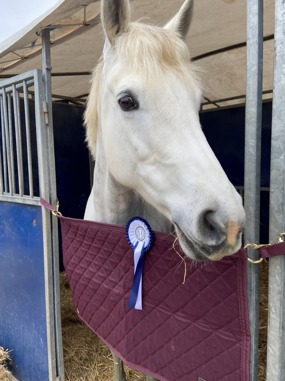 Puledro PFS Pony Francese da Sella In vendita 2025 Grigio ,  Rexter d’or