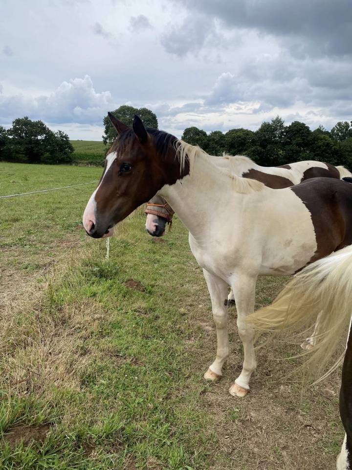 Puledro Sella Francese In vendita 2024 Pezzato