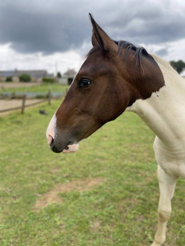 Puledro Sella Francese In vendita 2024 Pezzato