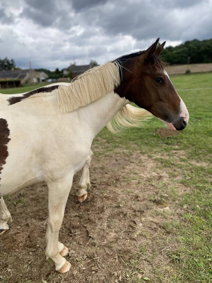 Puledro Sella Francese In vendita 2024 Pezzato
