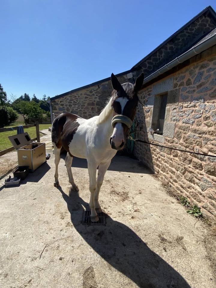 Puledro Sella Francese In vendita 2024 Pezzato