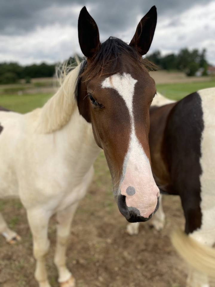 Puledro Sella Francese In vendita 2024 Pezzato