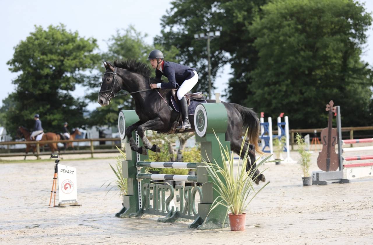 Castrone Sella Francese In vendita 2021 Grigio ,  EXPRESS DE HUS