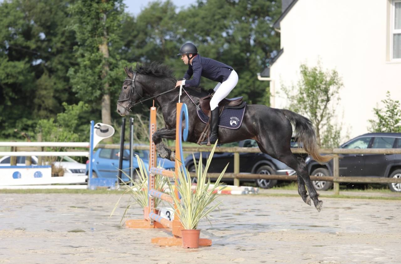 Castrone Sella Francese In vendita 2021 Grigio ,  EXPRESS DE HUS