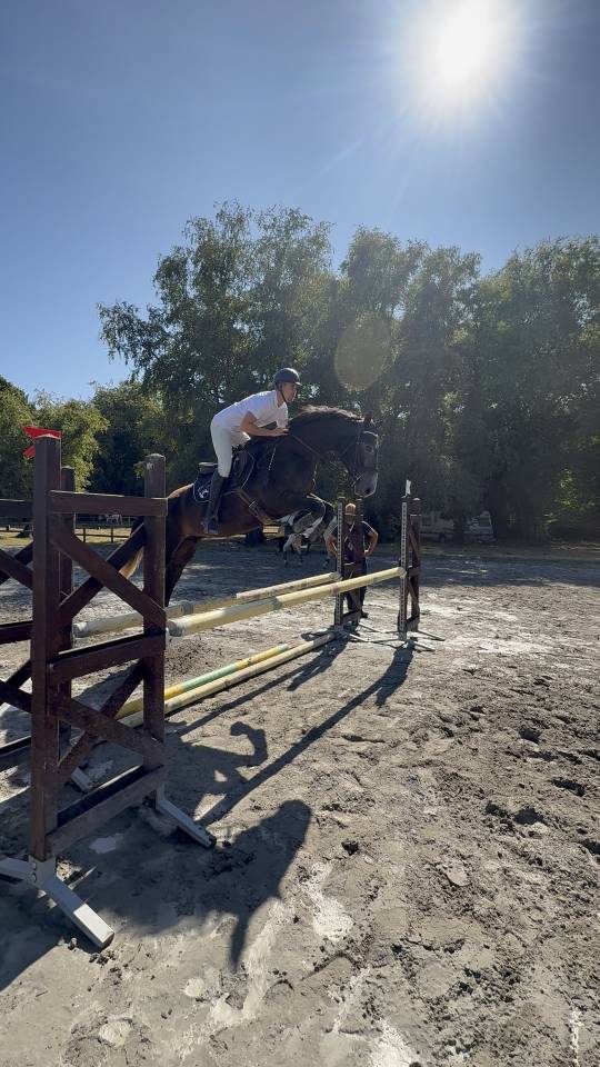 Castrone Sella Francese In vendita 2021 Grigio ,  EXPRESS DE HUS