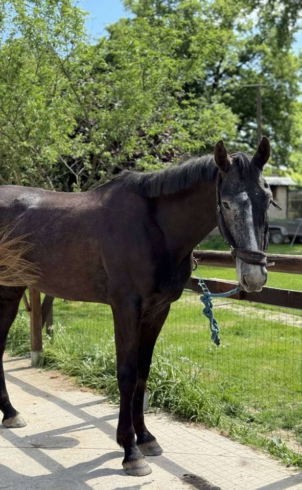 Castrone Sella Francese In vendita 2021 Grigio ,  EXPRESS DE HUS