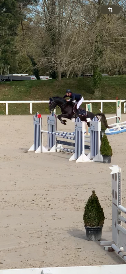 Castrone Sella Francese In vendita 2021 Grigio ,  EXPRESS DE HUS