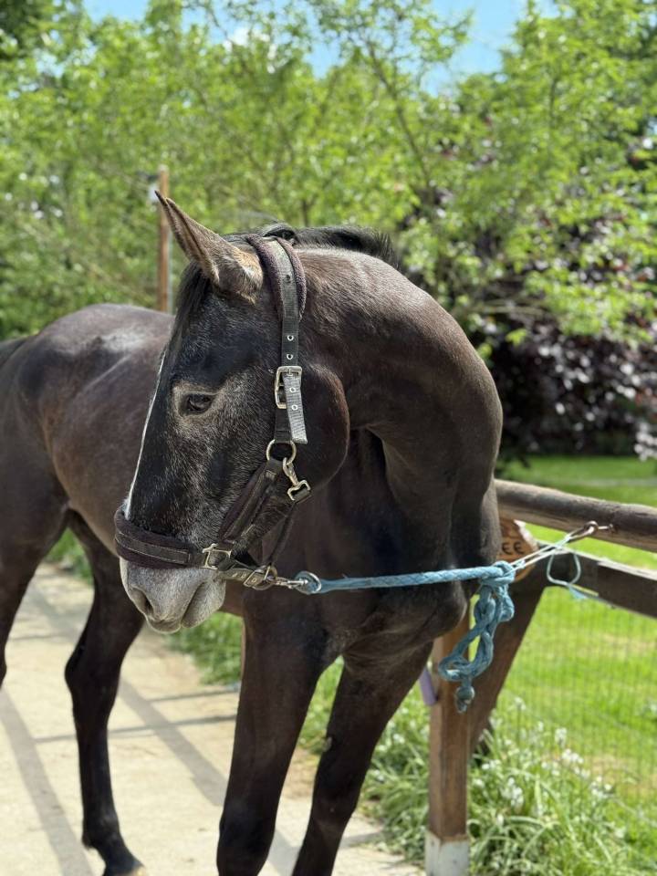 Castrone Sella Francese In vendita 2021 Grigio ,  EXPRESS DE HUS