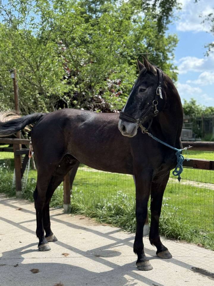 Castrone Sella Francese In vendita 2021 Grigio ,  EXPRESS DE HUS