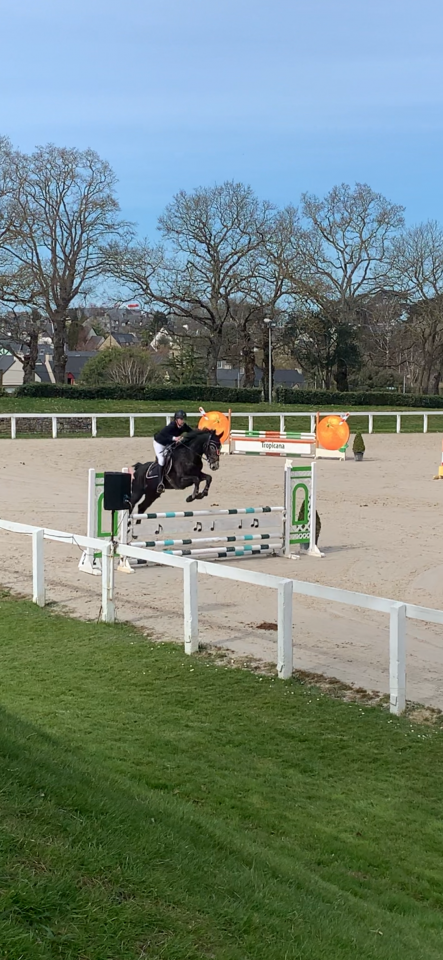 Castrone Sella Francese In vendita 2021 Grigio ,  EXPRESS DE HUS