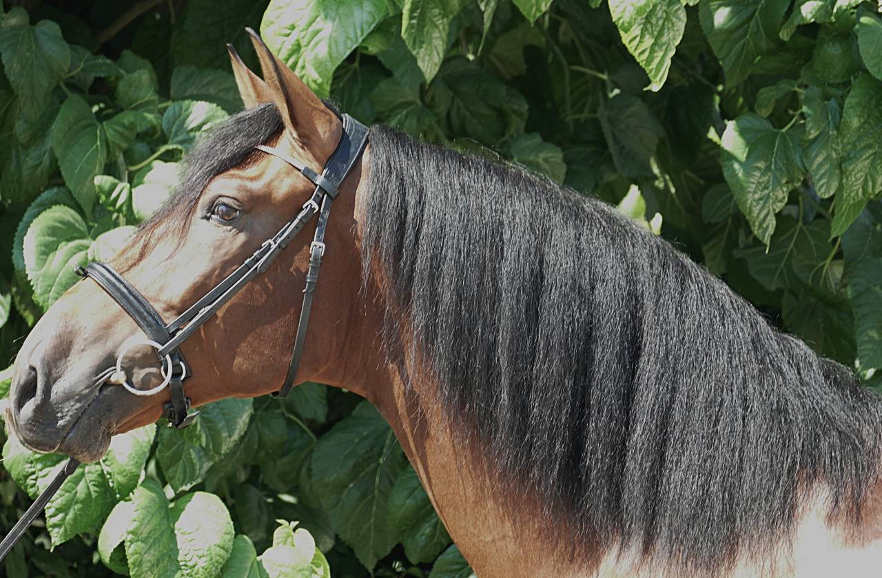 Castrone PRE Andaluso In vendita 2021 Baio ,  Killo VII