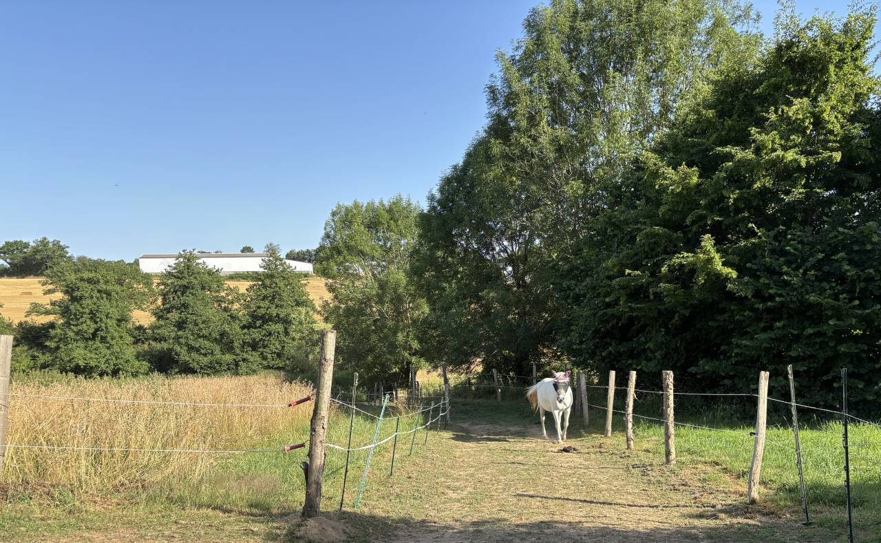 Proprietà equestre In vendita Mayenne