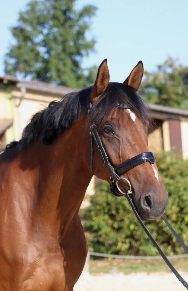 Cavalla KWPN Cavallo da Sport Neerlandese In vendita 2016 Baio ,  EYE CATCHER