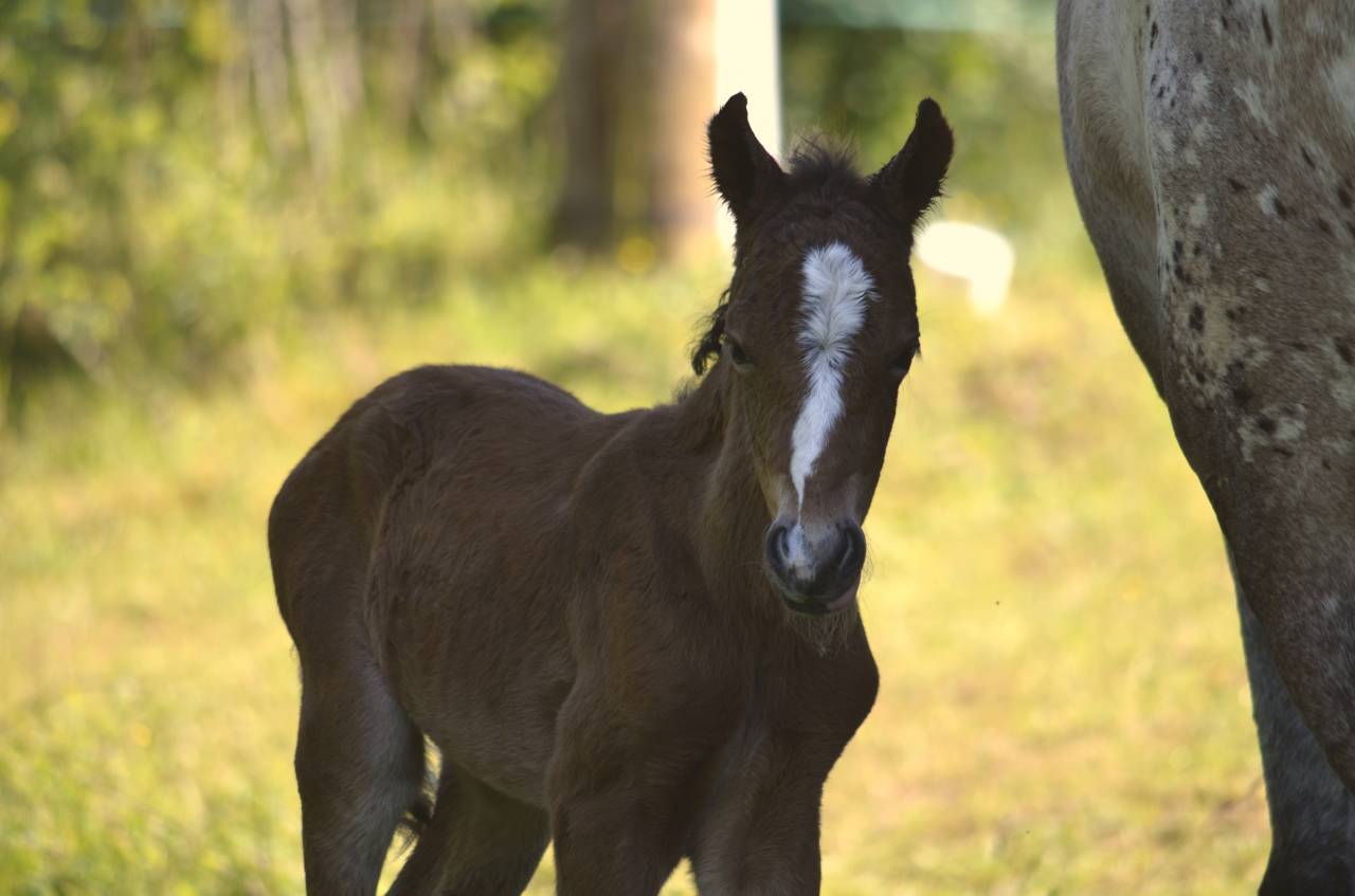 Puledro New Forest In vendita 2025 Baio scuro ,  Othello De Rocamadour