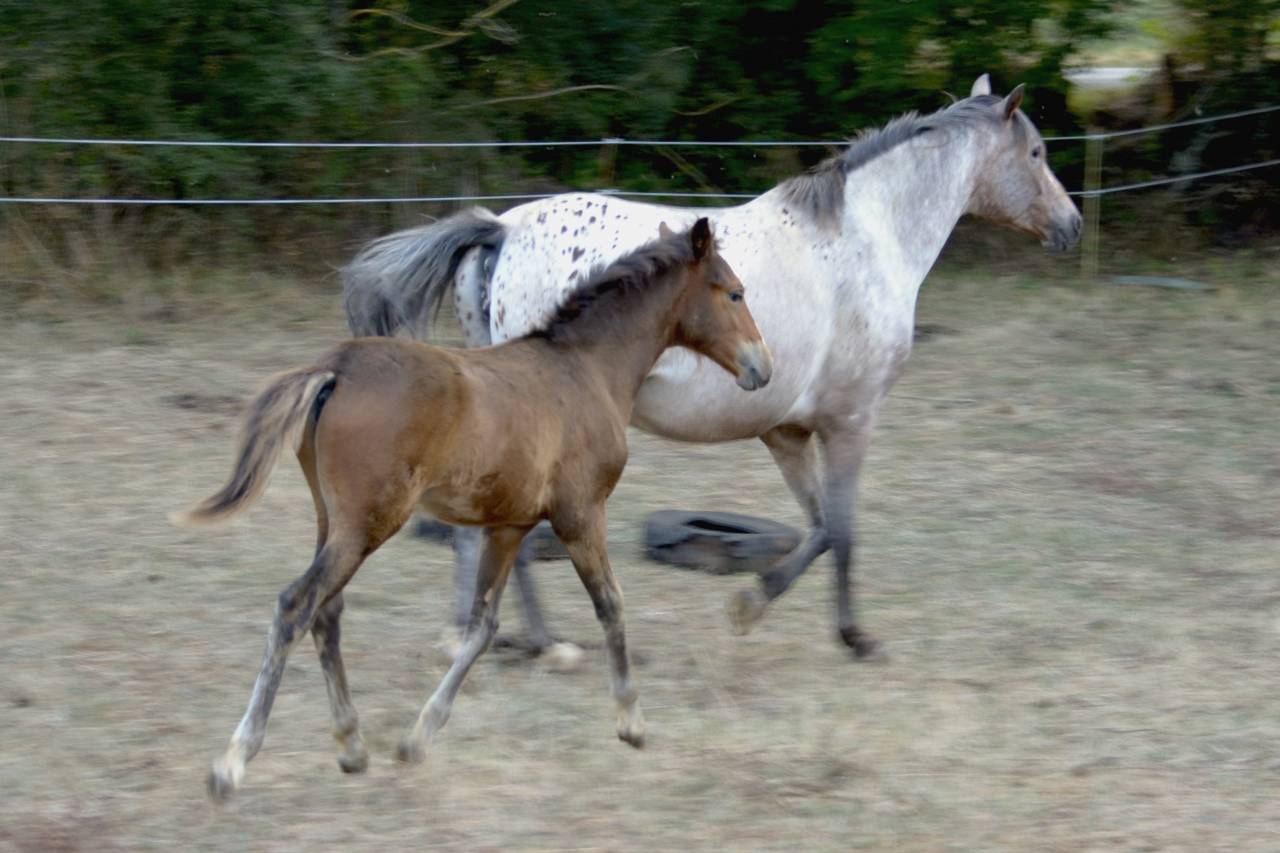 Puledro New Forest In vendita 2025 Baio scuro ,  Othello De Rocamadour