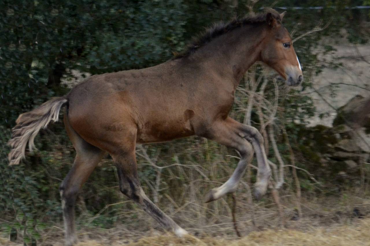 Puledro New Forest In vendita 2025 Baio scuro ,  Othello De Rocamadour