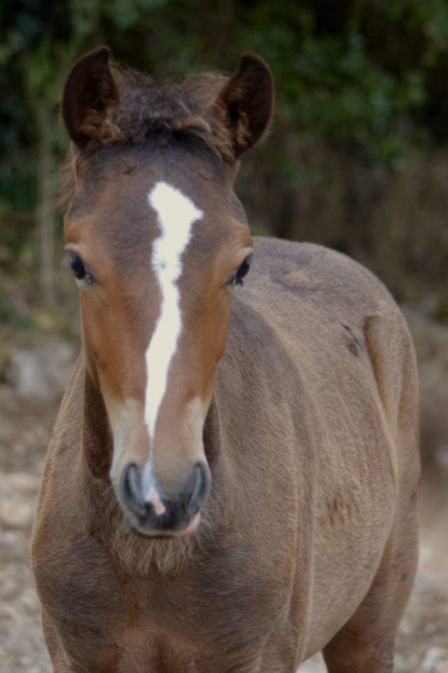 Puledro New Forest In vendita 2025 Baio scuro ,  Othello De Rocamadour