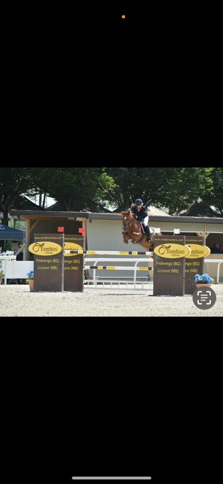 Castrone PFS Pony Francese da Sella In vendita 2011 Sauro ,  jocker de treho
