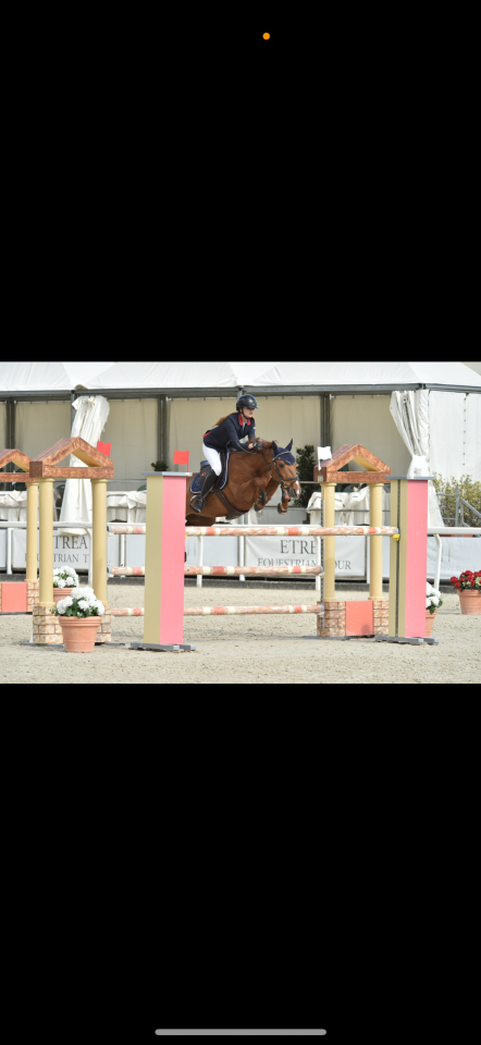 Castrone PFS Pony Francese da Sella In vendita 2011 Sauro ,  jocker de treho