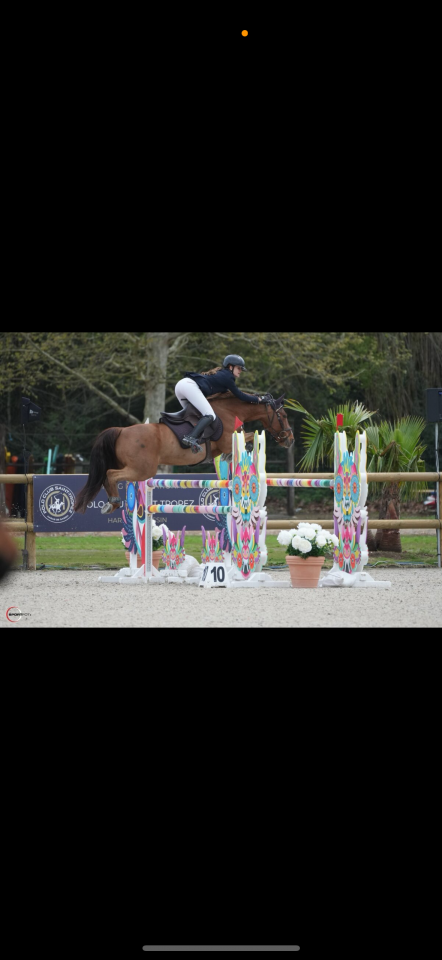 Castrone PFS Pony Francese da Sella In vendita 2011 Sauro ,  jocker de treho