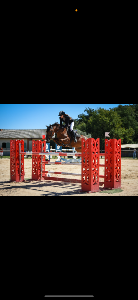 Castrone PFS Pony Francese da Sella In vendita 2011 Sauro ,  jocker de treho
