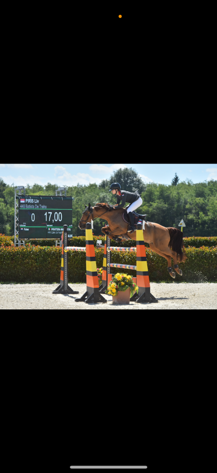 Castrone PFS Pony Francese da Sella In vendita 2011 Sauro ,  jocker de treho