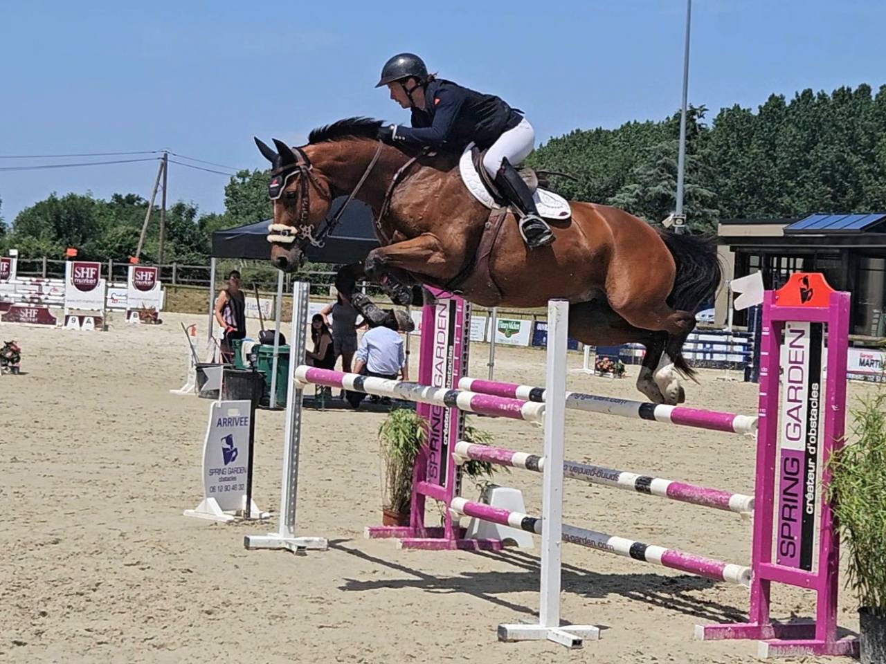 Cavalla Sella Francese In vendita 2018 Baio