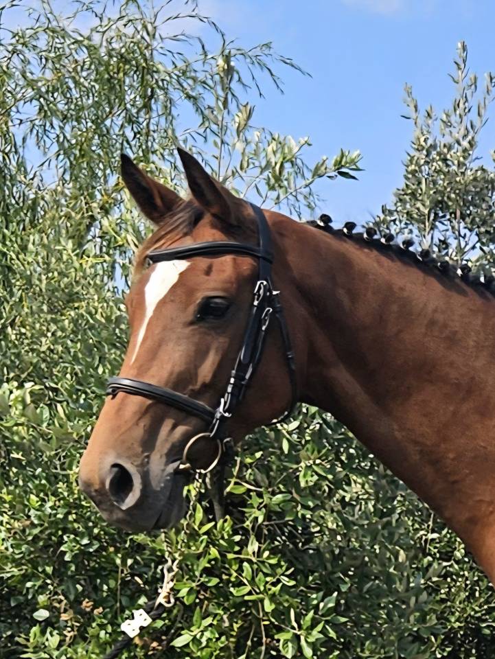 Cavalla Sella Francese In vendita 2018 Baio