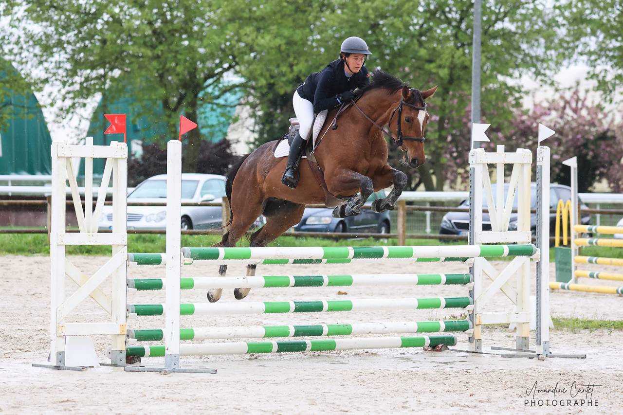 Cavalla Sella Francese In vendita 2018 Baio