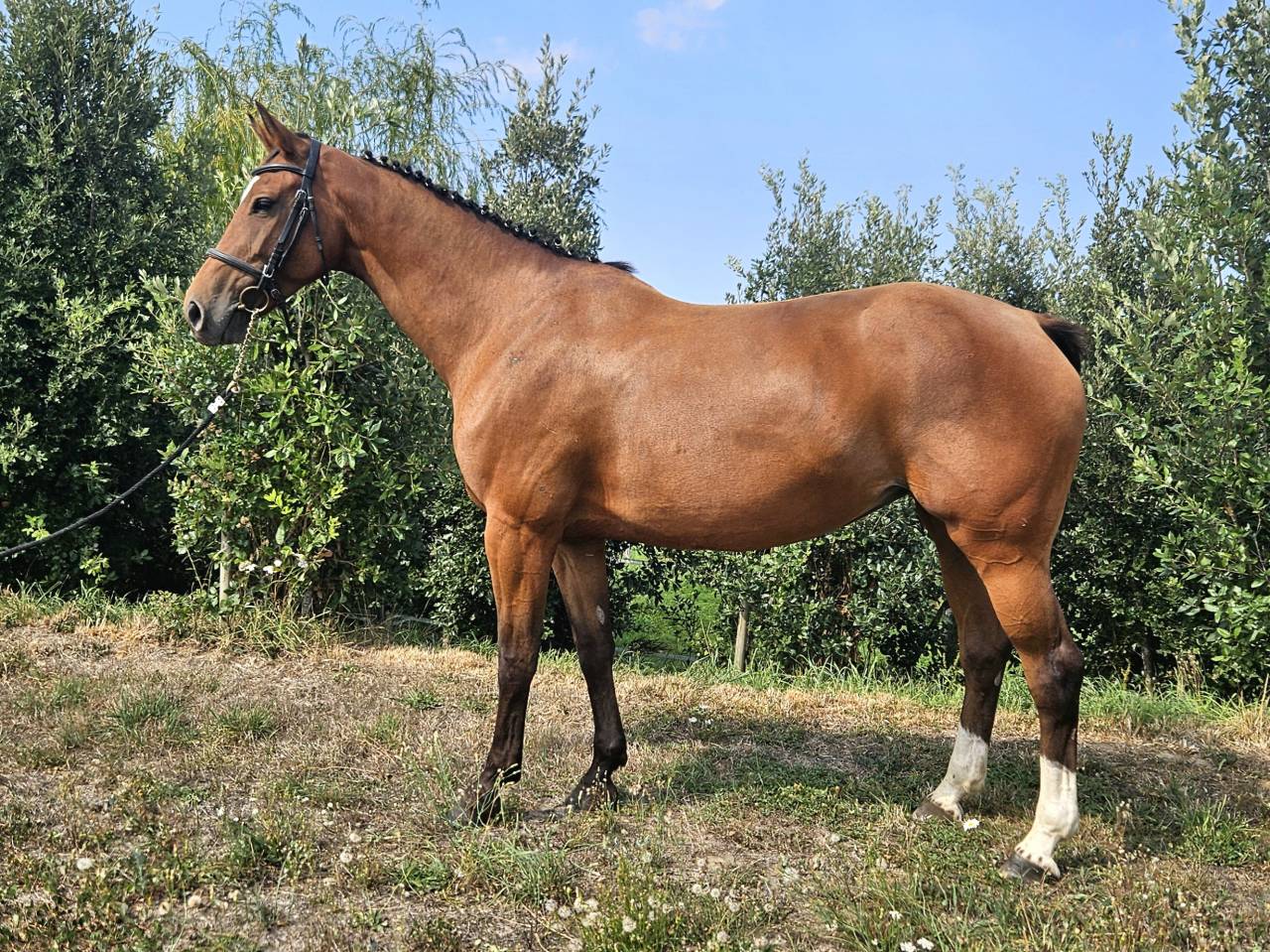 Cavalla Sella Francese In vendita 2018 Baio