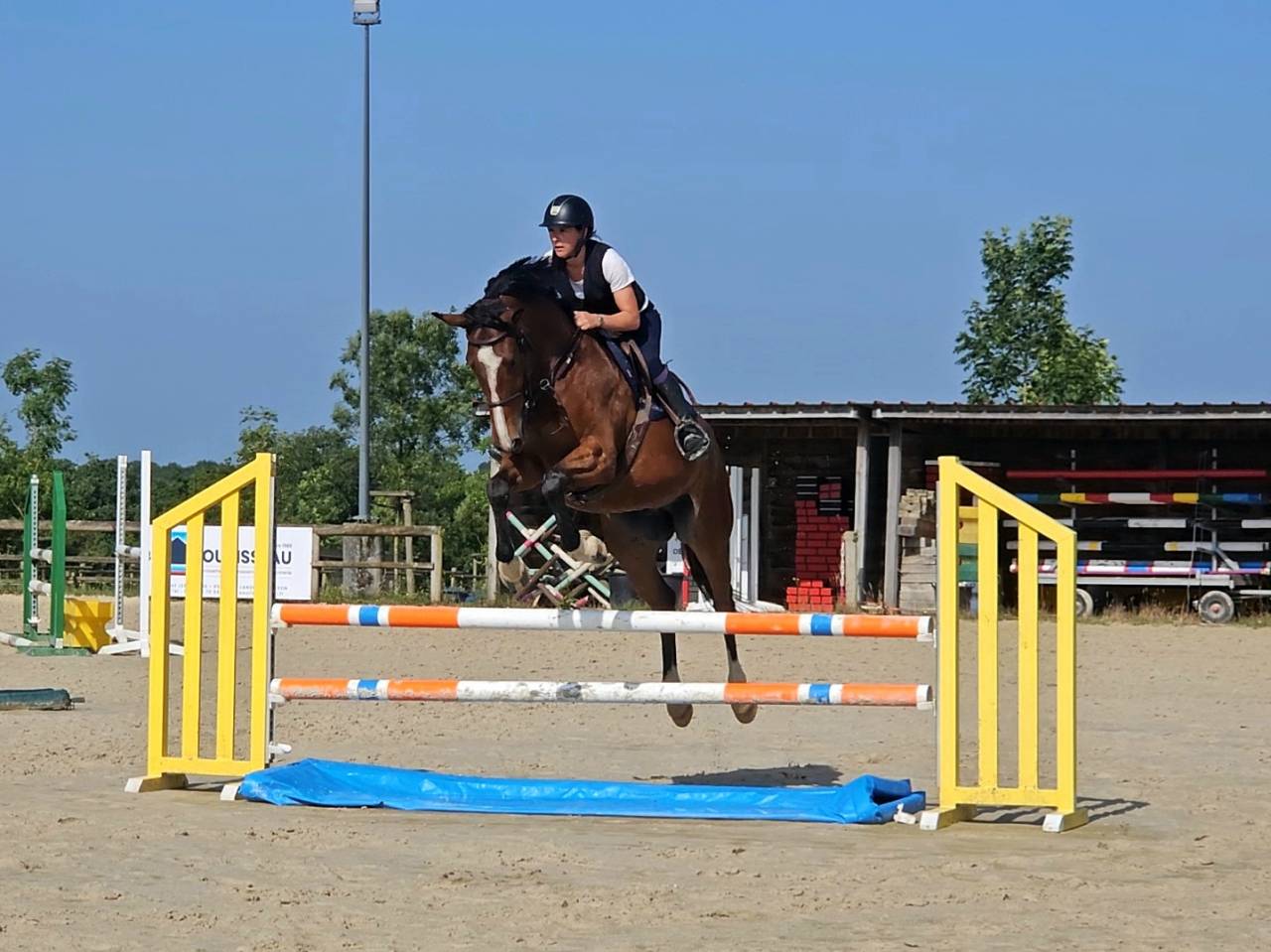 Castrone Sella Francese In vendita 2020 Baio scuro