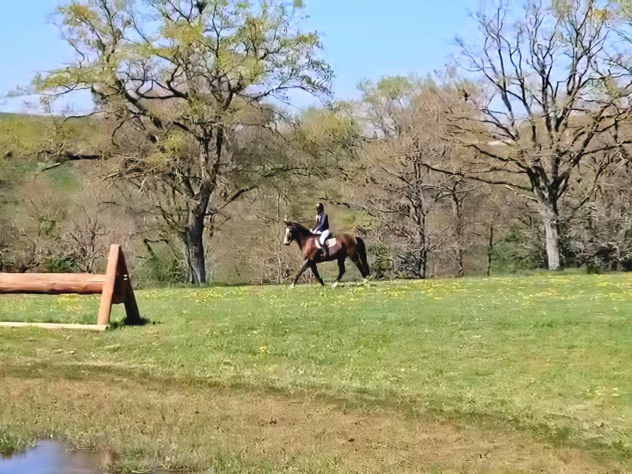 Castrone Sella Francese In vendita 2020 Baio scuro