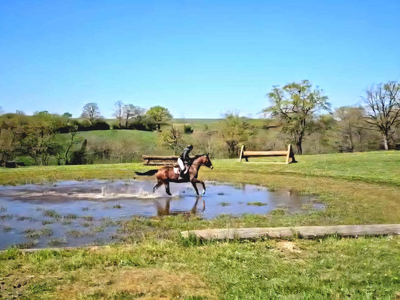 Castrone Sella Francese In vendita 2020 Baio scuro