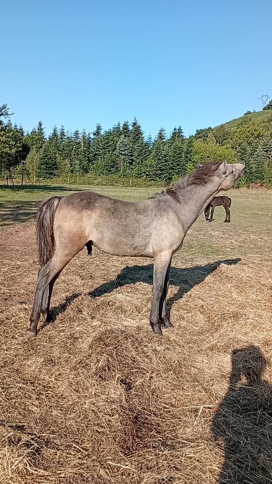Puledro Camargue In vendita 2025 Bianco
