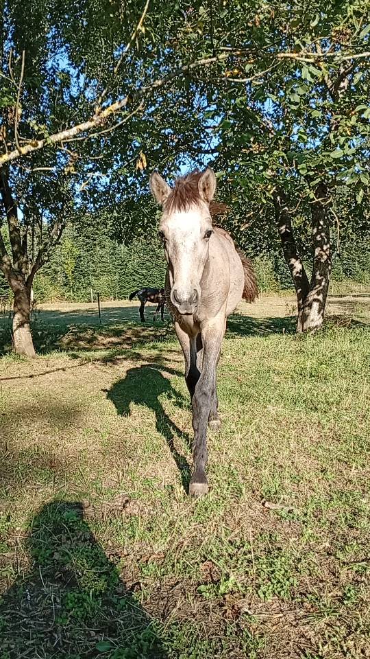 Puledro Camargue In vendita 2025 Bianco