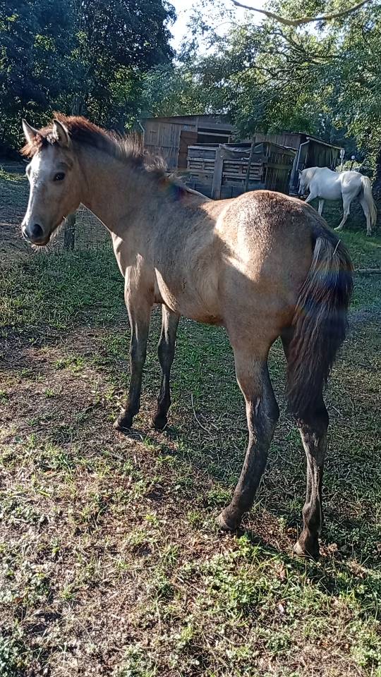 Puledro Camargue In vendita 2025 Bianco