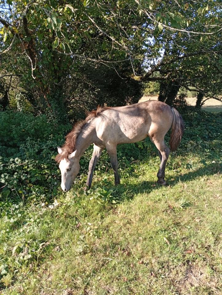 Puledro Camargue In vendita 2025 Bianco