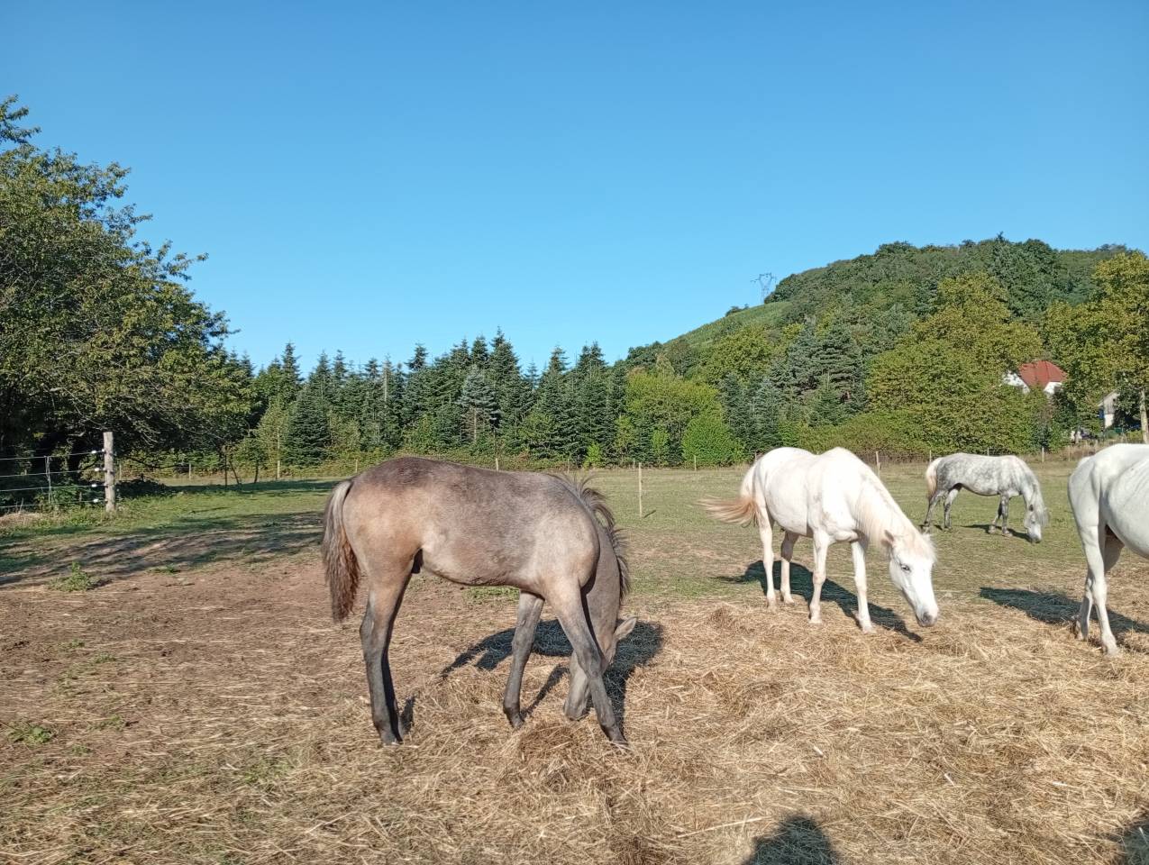 Puledro Camargue In vendita 2025 Bianco