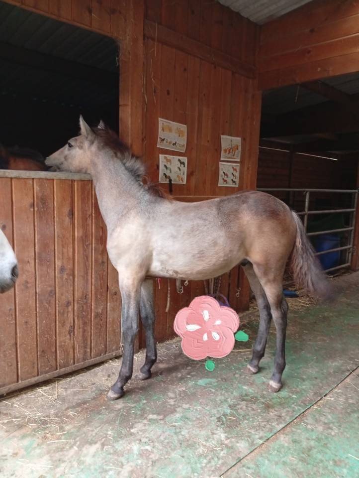 Puledro Camargue In vendita 2025 Bianco