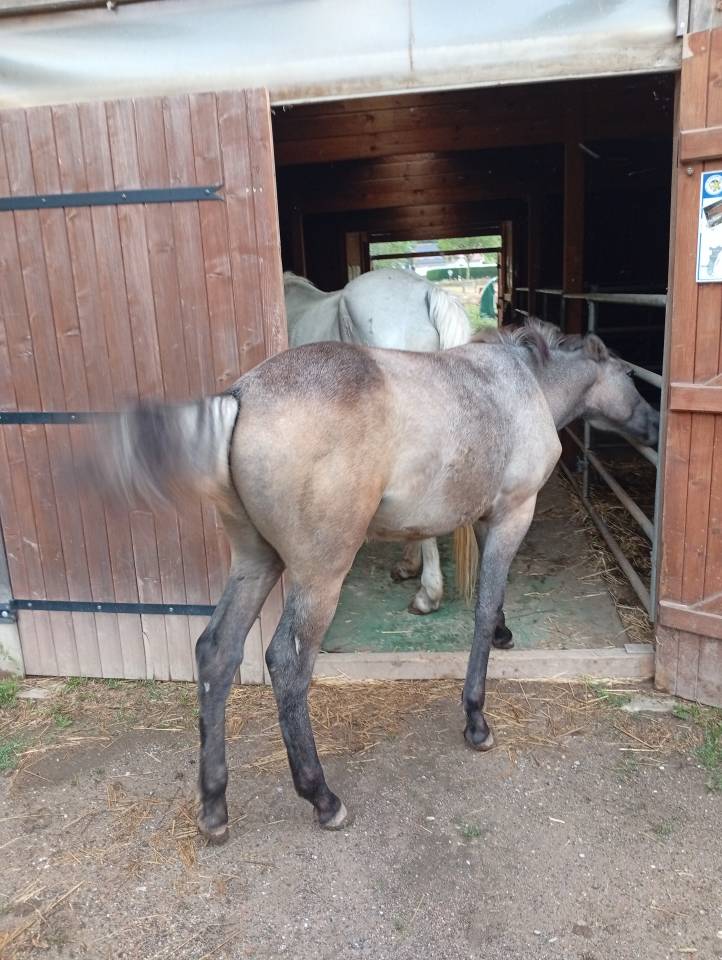 Puledro Camargue In vendita 2025 Bianco