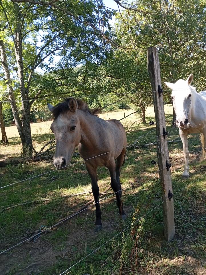 Puledro Camargue In vendita 2025 Bianco
